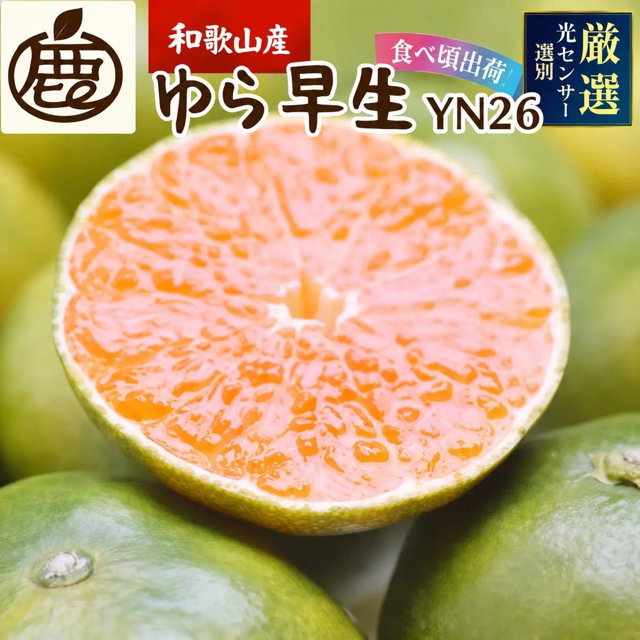 【先行予約】プレミアム有田みかん(ゆら早生) 10kg+250g（傷み補償分） ※10月より発送 ※北海道・沖縄・離島配送不可 / 和歌山 有田 みかん ミカン 柑橘 果物 フルーツ 有田みかん 【ikd213A】
