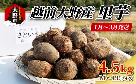 【先行予約】【年明け1月～2月下旬まで発送】越前大野産 里芋 4.5kg  農家直送 さといも [A-008002]