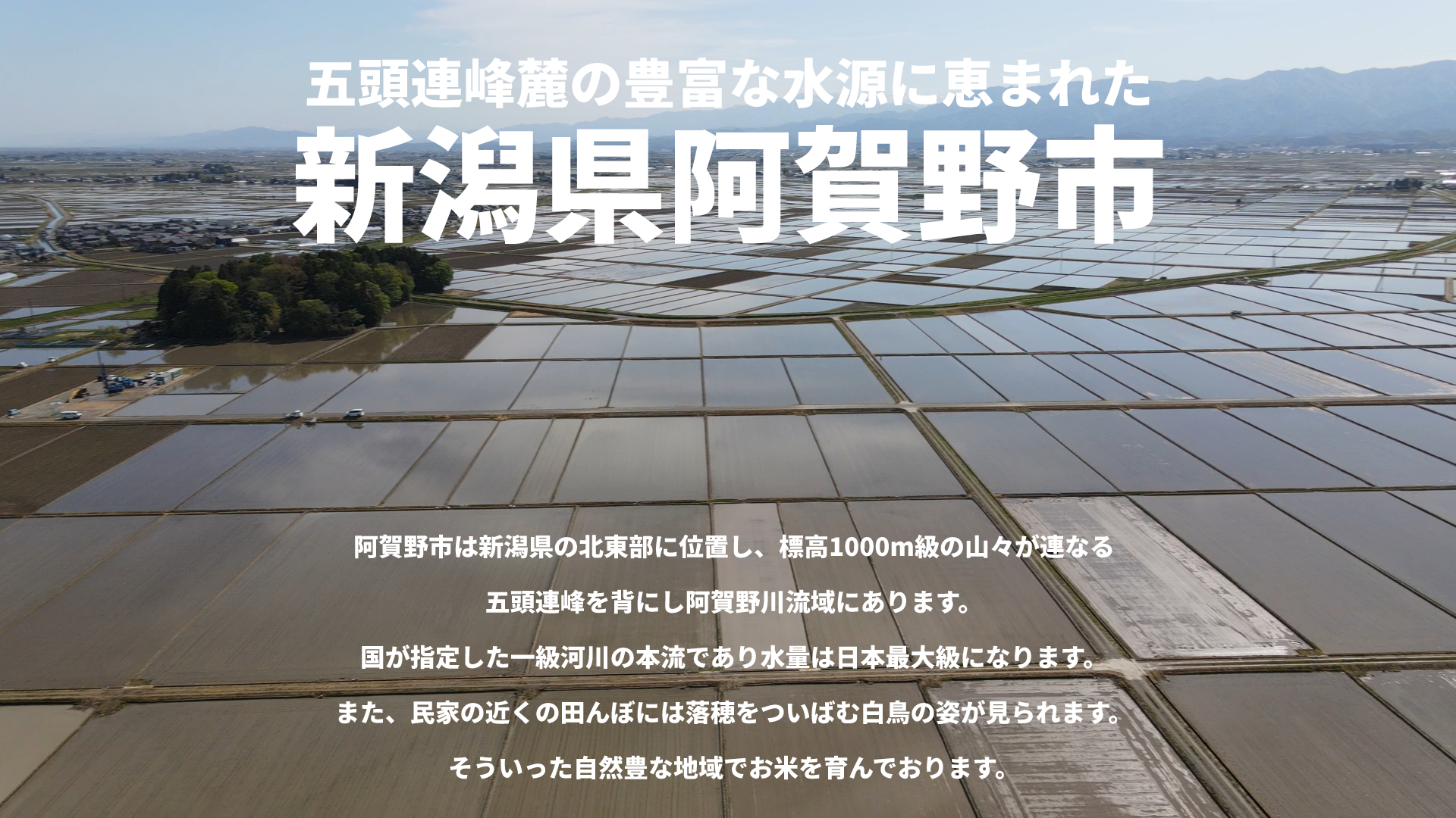 【令和7年産】【5回定期便】 米杜氏 新潟県阿賀野市産 特別栽培米 コシヒカリ 5kg × 5回 計25kg 1H04091
