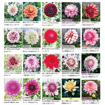 ふるさと納税 大館市 新鮮!綺麗!秋田のダリア〈5本花束〉 |  | 02
