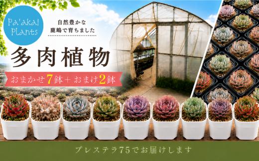 多肉植物 ガーデニング 植物 園芸 数量限定 9鉢 たにくしょくぶつ エケベリア エケベリア属 gardening 四季折々 おまかせ 育てる 栽培 初心者 多肉植物好き つながり 趣味 日用品 雑貨 土 おまけ 鉢 鉢植え おしゃれ ビギナー ふるさと納税 茨城県 鹿嶋市