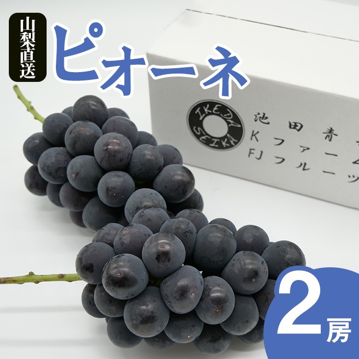 
            厳選 ピオーネ 1.0kg以上 2房入り【2025年発送】（IS）B-478【ピオーネ ぶどう 葡萄 ブドウ 令和7年発送 期間限定 山梨県産 甲州市 フルーツ 果物】
          