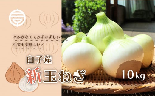 【令和7年の先行予約募集・数量限定】生で食べても美味しい！白子産の新玉ねぎ10kg たまねぎ 玉ねぎ 白子玉ねぎ スライス サラダ 健康 味噌汁 数量限定 先行予約  千葉県 白子町 送料無料 SHK001