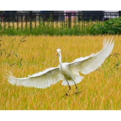 ふるさと納税 五泉市 令和7年産新潟県五泉市産　コシヒカリ　10kg(5kg×2袋)　精米 |  | 03