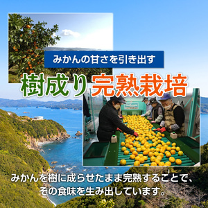 みかん 温州みかん 約10kg Mサイズ 優品 家庭用 期間限定 柑橘 蜜柑 mikan フルーツ 果物 くだもの 国産 ブランド 三重県 伊勢 志摩 南伊勢町 マルゴみかん JA伊勢
