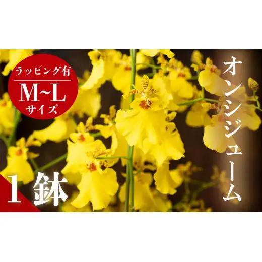 【12月から発送】オンシジューム ( アロハ・イワナガ ) １鉢 M~L ラッピング有 お花 花 はな フラワー インテリア 鑑賞 洋ラン 鉢 栽培 園芸 ガーデニング 初心者向け KN008