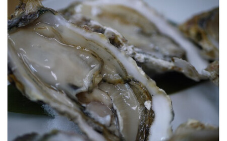 【約3.8㎏】馬島産 牡蠣/かき カキ 生牡蠣 殻付き【期間限定※2026年1月中旬～3月下旬発送】