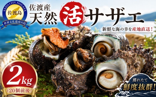 【佐渡産 天然活サザエ】2kg 20個前後 小木三崎産 生け簀活かし 砂抜き不要 | 新潟県産さざえ 佐渡産さざえ 佐渡島産サザエ サザエ さざえ 栄螺 活さざえ 貝 海鮮 魚介 魚介類 刺身 つぼ焼き 壺焼き さざえご飯 BBQ にいがた さど 新潟県 佐渡市