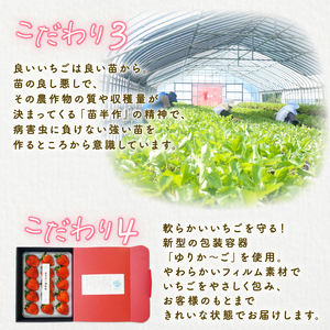 【2025年1月中旬発送開始】 いちご 越後姫 １パック  フルーツ 苺 いちご くだもの 果物 いちご shibatafarm001
