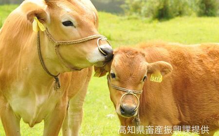 【和牛：土佐あかうし】モモ・バラすき焼き　400g