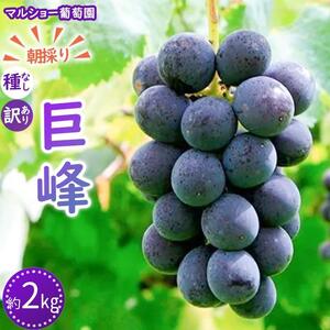 【2026年先行予約・数量限定】朝採り 巨峰「種なし」 訳あり品 約２kg＜2026年8月中旬～発送＞