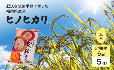 定期便 6回 米 1粒からこだわる 1等級米 ヒノヒカリ 玄米5kg お米 コメ お楽しみ 6ヶ月 令和7年度産