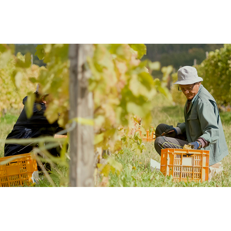 【野生酵母】赤白泡オレンジ ワイン4本 多田ワイナリー 北海道 上富良野町 ワイン 赤ワイン 白ワイン 微発砲ワイン セット お酒 アルコール_イメージ2