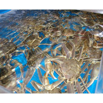 ふるさと納税 京丹後市 日本海産　ブランド蟹　茹で松葉蟹【訳あり】中大サイズmatubakani800 |  | 03