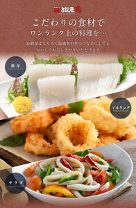 イカ アオリ 朝どれ 3～8杯 下処理なし 新鮮 魚介 イカ