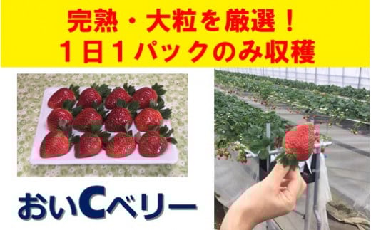 大粒完熟いちご（おいCベリー）1パック 採れたて 厳選 収穫当日発送