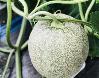 【先行予約】国田農場のキングメロン　1.6kg以上　1玉　北海道産