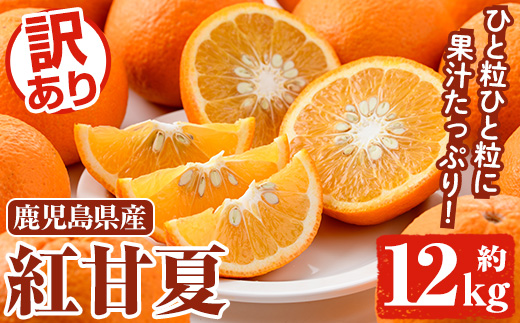 ＜2025年3月以降順次発送予定＞訳あり 紅甘夏(約12kg) 国産 鹿児島県産 果物 フルーツ 柑橘 みかん 甘夏【松永青果】a-12-314