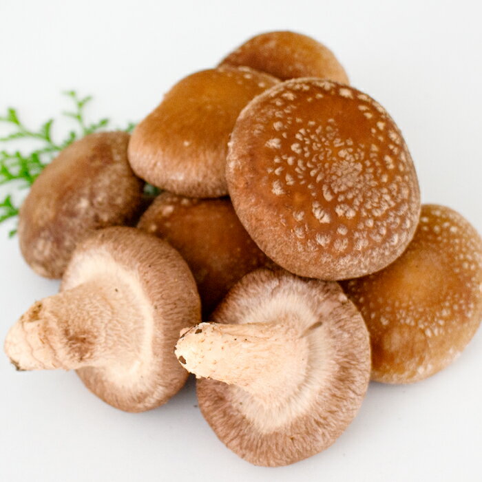 【ふるさと納税】「奥出雲椎茸」プレミアム贈答品 椎茸 生しいたけ 1kg 収穫直後 サイズ混合 新鮮 旨味たっぷり 菌床栽培 国産 きのこ キノコ 野菜 料理 食品 産地直送 自宅用