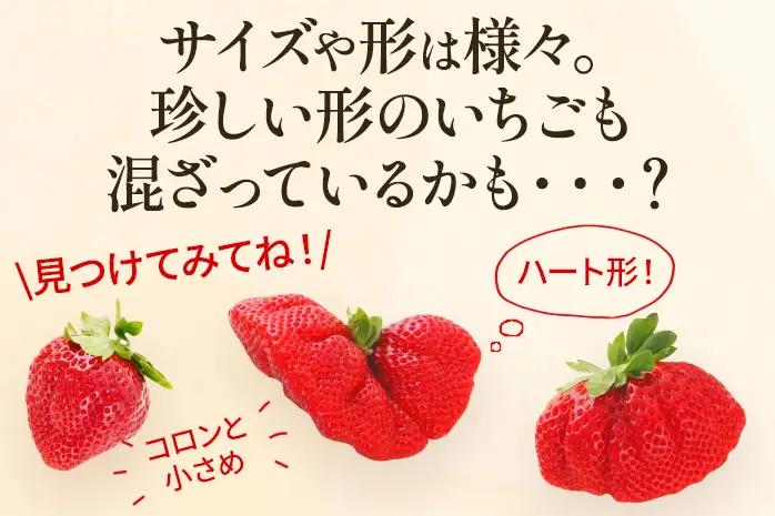 いちご あまおう 約275g×2P R9年1月下旬以降発送 いちご