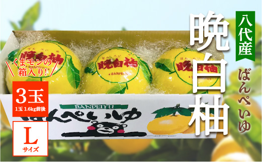 【先行予約】 八代産 晩白柚 3玉 Lサイズ（くまモンの箱入り）  柑橘 果物 フルーツ 熊本県産 ばんぺいゆ 八代 柑橘 特産品 旬 【2025年12月中旬より順次発送】