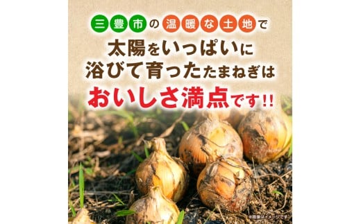 【ふるさと納税】【先行予約】 三豊市のたまねぎ　約10kg