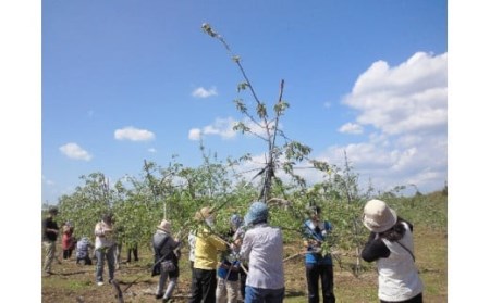 りんご狩り体験チケット（大人2名様分） りんご りんご狩り フルーツ 果物 フルーツ狩り チケット 体験 リンゴ ジュース 健康 美容 ギフト 贈り物 茨城県産 人気 プレゼント 楽しい 親子 季節 