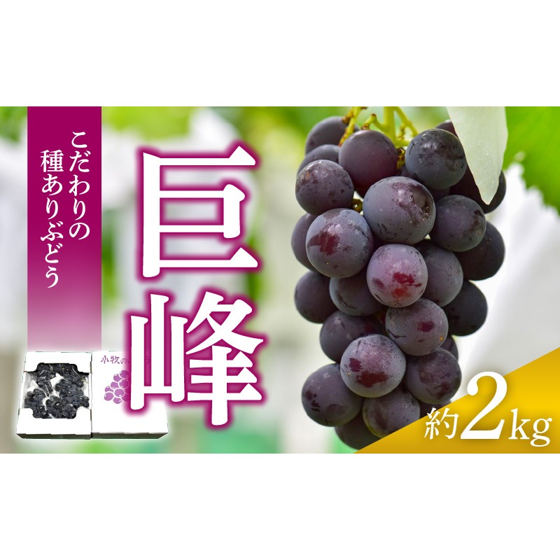 こだわりの種あり巨峰　約2kg ぶどう [034K01]