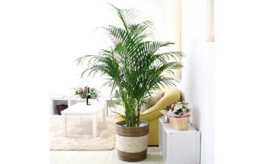 【観葉植物】アレカヤシ 10号 ストライプバスケット鉢カバー 土の表面:ウッドチップ 【観葉植物 インテリア 部屋 おしゃれ 福岡県 筑前町 送料無料 AG037】