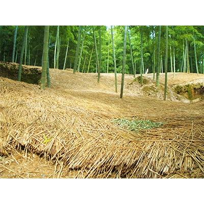 ふるさと納税 長岡京市 【京の伝統野菜】朝掘り京たけのこ　2kg |  | 03