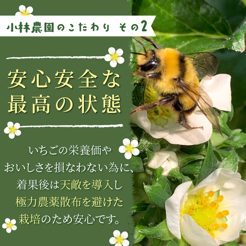 兵庫加古川(小林農園)特産いちご 4パック[1月中旬より順次発送]《 苺 いちご 期間限定 よつぼし フルーツ 果物 国産 送料無料 》【2401C09502】