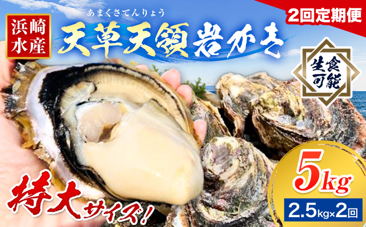 先行予約 ふるさと納税総合ランキング入賞 牡蠣 カキ 天草天領 岩かき 特大 定期便 約 2.5kg 2回《2026年5月から出荷》海鮮 海産物 シーフード 魚貝類 かき 岩牡蠣 夏牡蠣 生食用 熊本