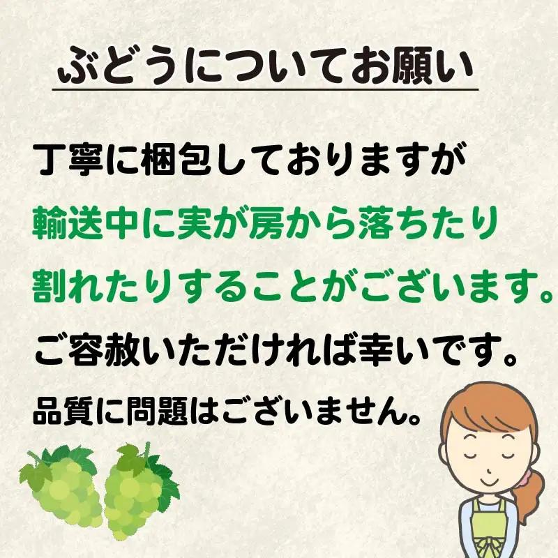 ぶどう 巨峰 種あり 5kg 巨峰