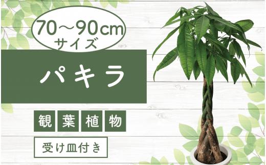 
3月下旬～発送【観葉植物】パキラ70cm～90cm(Green Base/014-1445) 南国鹿児島県で育った 観葉植物！植物 鉢付 インテリア 室内 オフィス おしゃれ プレゼント ギフト 開店祝い 移転祝い マイナスイオン【配送不可地域：北海道・沖縄県・離島】
