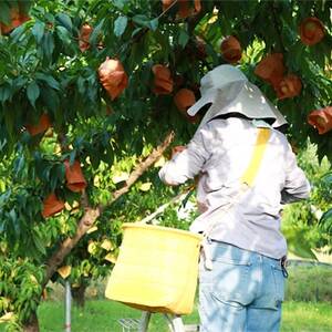 1254.岡山県産「白桃」約3kg|8月上旬頃～発送予定【配送不可地域：離島】【1488994】