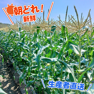 【先行予約】とうもろこし 2種食べ比べ 合計10本 (イエロー バイカラー) とうもろこし フルーツコーン