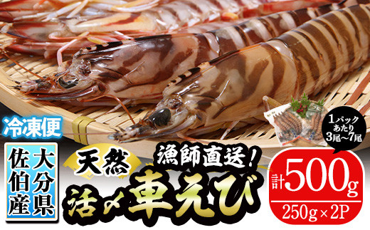 
                  漁師直送! 天然活〆車えび (計500g・250g×2P) エビ 海老 車海老 エビフライ 冷凍 真空 魚介類 大分県 佐伯市 大分県産【EJ01】【萬漁丸】
                