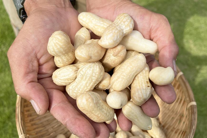 ＜10月より発送＞【朝採り】新・奇跡のジャンボ生落花生「たかや１号」約２kg