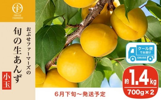 
                  旬の生あんず 小玉 約1.4kg 700gパック×2 [おぶせファーマーズ] 数量限定 期間限定 杏アンズ 果物 フルーツ 長野県産 信州産 令和8年産【2026年6月下旬～発送】［F-45］
                