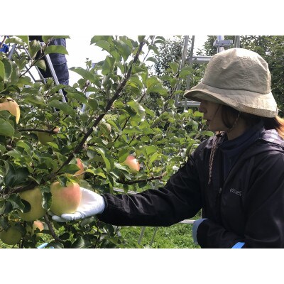 甘くてシャキシャキ!青森県産“ぐんま名月”　贈答用　5kg　蜜入りも!