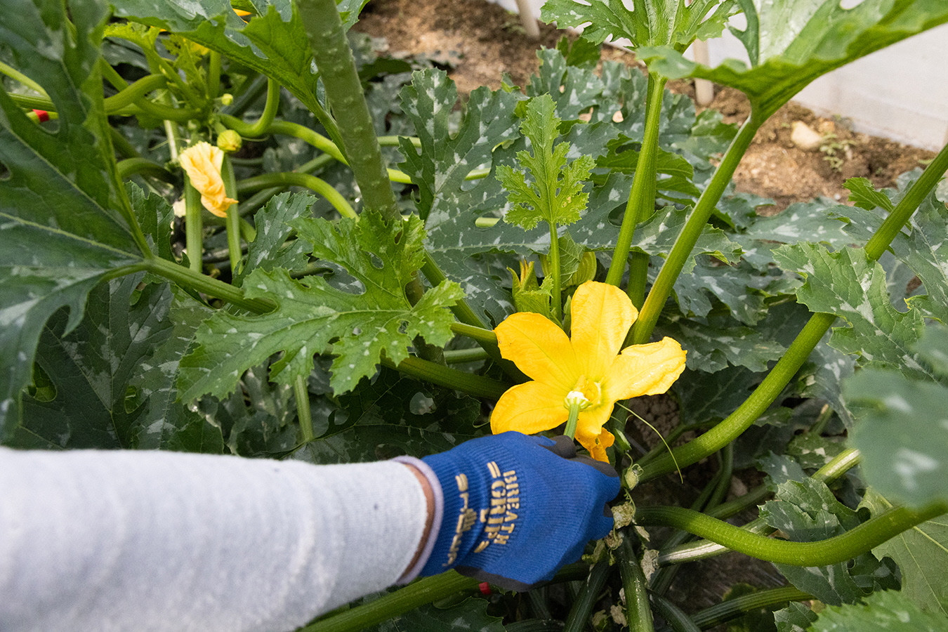 ハウスにはミツバチが来ないため毎日一つずつ手作業で授粉作業を行います。