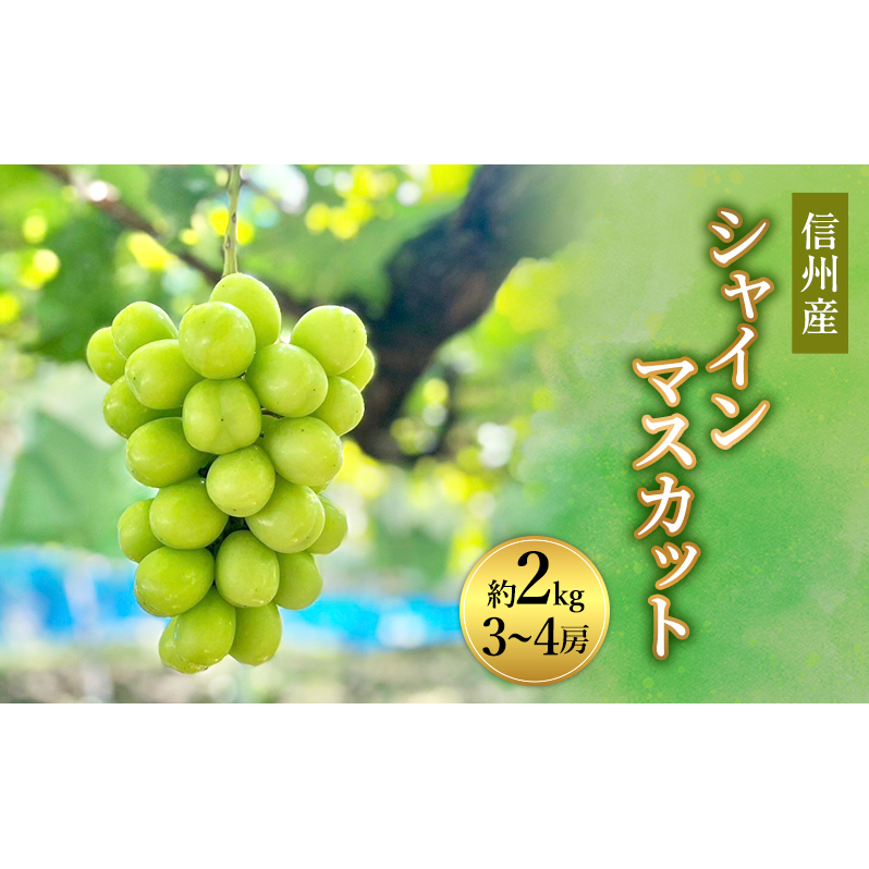 ぶどう 信州産シャインマスカット約2kg（3～4房）2025年発送 葡萄 ブドウ フルーツ 果物 シャイン マスカット デザート おやつ 信州 長野