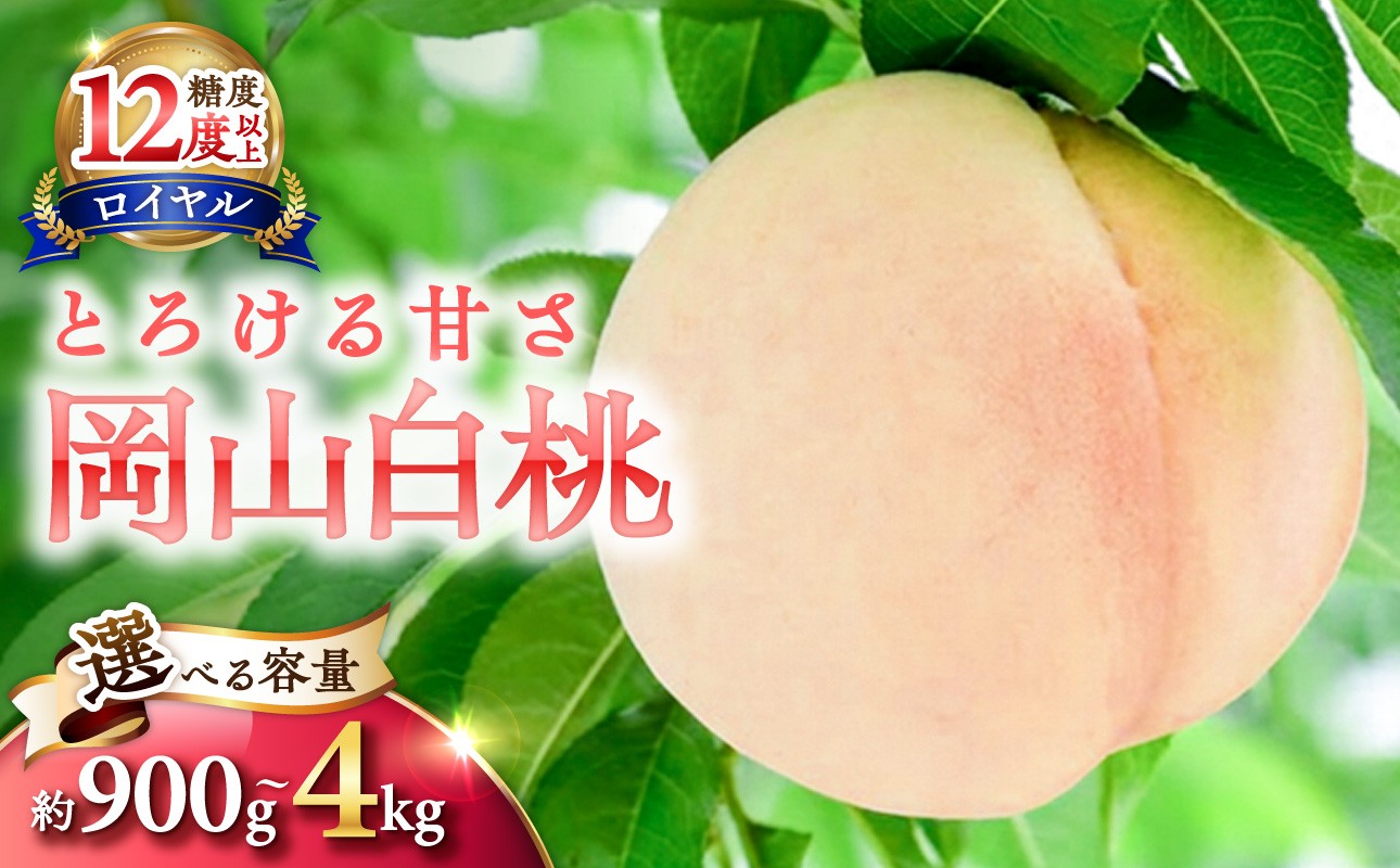 
                  【選べる容量！】岡山県産 白桃 最高ランク！「ロイヤル」約900g 約1.5kg 約2kg 約4kg【 白桃ロイヤル フルーツ くだもの 果物 もも 桃 モモ 岡山県産 ロイヤル 御中元 御祝 ギフト プレゼント 先行予約 先行受付】
                