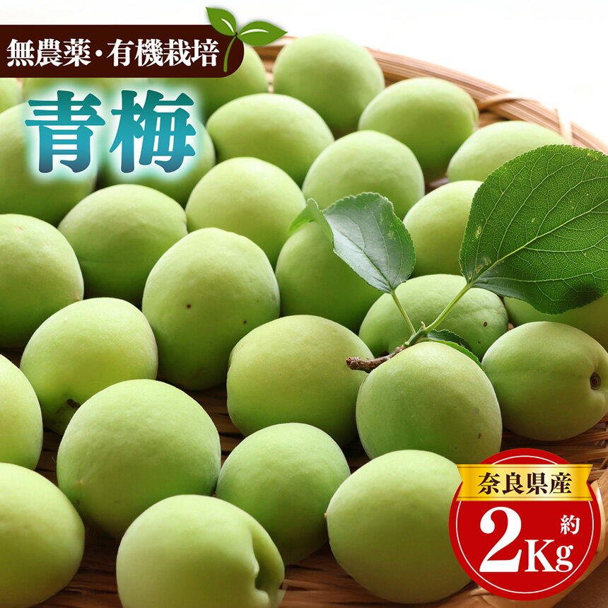 【ふるさと納税】生命の農法（無化学農薬・無化学肥料栽培）青梅2kg ≪鴬宿 白加賀 梅酒 ジュース シロップ うめ ウメ 梅≫ | 慈光会 有機 天然 安心 果実 かじつ カジツ 梅 うめ ウメ 奈良県 五條市