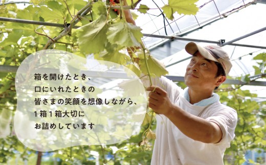 【訳あり】シャインマスカット ご家庭用/約2.2kg (岡山県産) 食べ応え満足便!