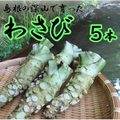 ふるさと納税 吉賀町 根わさび 5本(真空パック入り)