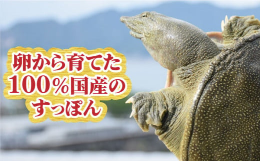 【全3回定期便】安心安全な国産の最高級食材！ 江田島すっぽん 切り身200g 江田島市/平井興産株式会社[XAC005] 定期便