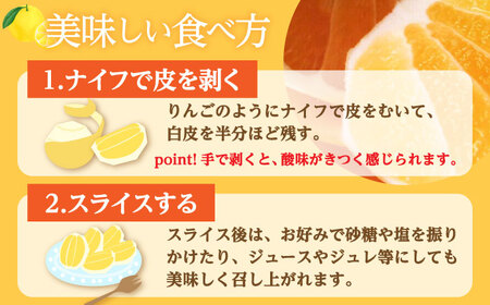 【先行予約】土佐小夏約2.5kg 13個前後 Lサイズ〈2026年4月中旬-2026年7月中旬頃発送〉/ 日向夏 オレンジ ニューサマーオレーンジ 日向夏 ニューサマオレンジ 高知県 蜜柑 デザート 