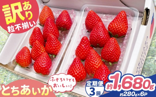 【定期便3回】訳あり 粒不揃い とちあいか  1,680g (280g×6P) | 栃木県 矢板市 澳原いちご農園