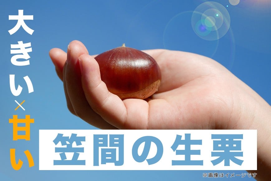 【2026年先行予約】 熟成 生栗 栗 2kg 3L 以上 特大 数量限定 国産 和栗 くり クリ スイーツ 果物 フルーツ 栗きんとん モンブラン 栗ご飯 栗ごはん 秋 旬 低温熟成 ギフト プレゼ